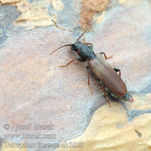 Tetropium fuscum Brown Spruce Longhorn Beetle Longicorne brun l’épinette Tesařík šedohnědý Brauner Fichtenbock Ściga matowa Дровосек матовогрудый еловый