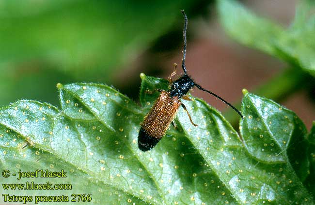 Tetrops praeusta 2766