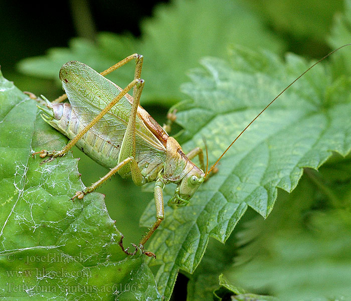 Tettigonia cantans Zwitscherschrecke Kobylka zpěvavá