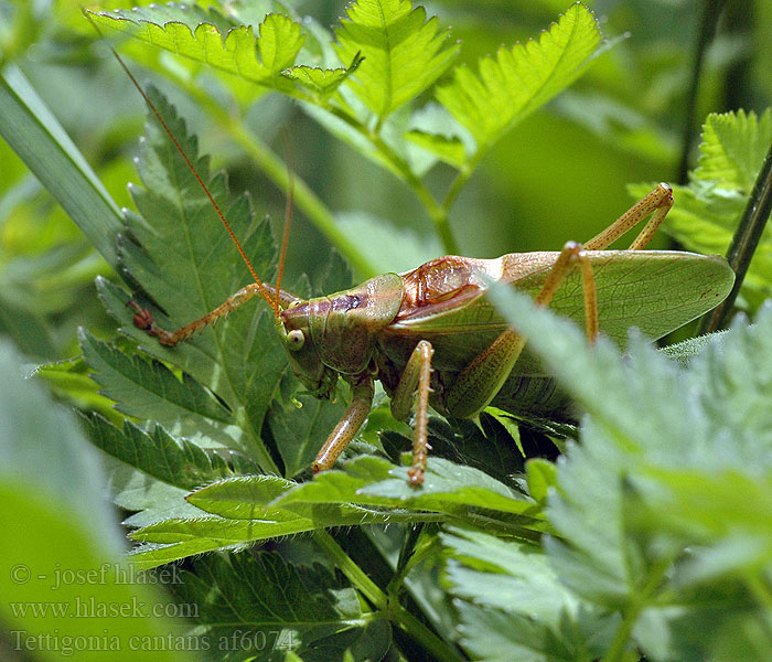 Tettigonia cantans Syngende løvgræshoppe Idänhepokatti