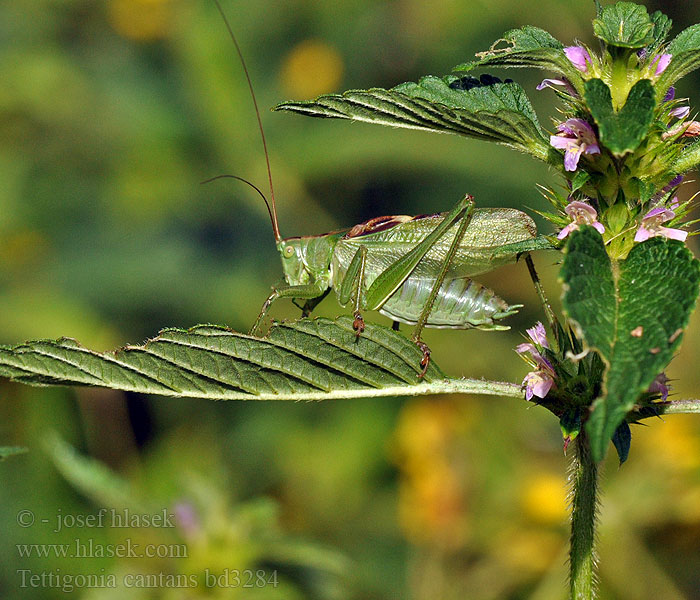 Tettigonia cantans Sauterelle cymbalière Kleine groene sabelsprinkhaan