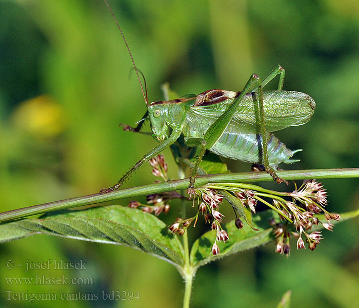 Tettigonia cantans Кузнечик певчий Kobylka spevavá Travniška zelenka