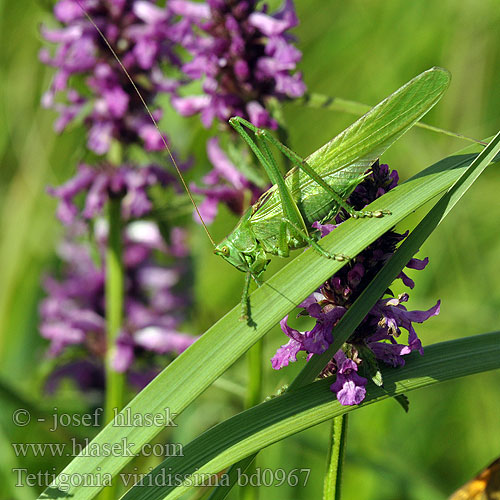 Kobylka zelená Great Green Bush-Cricket Grande sauterelle verte