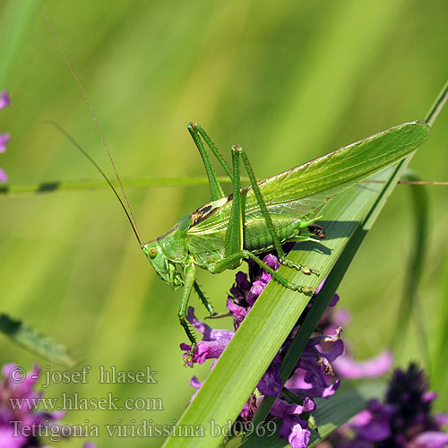 Cavalletta verde Кузнечик зеленый Saltamontes verde común