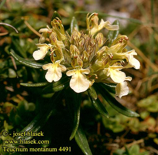 Teucrium montanum