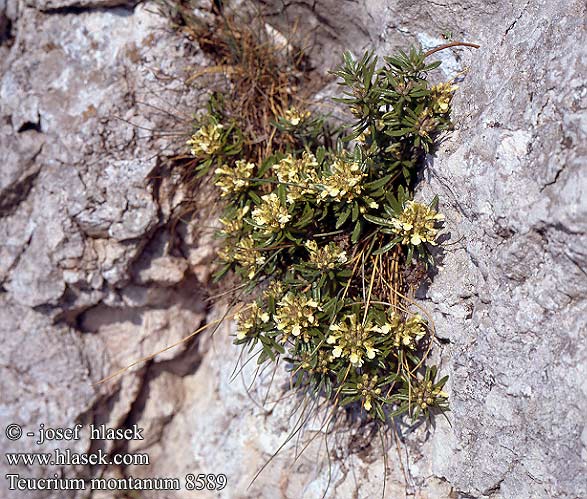 Teucrium montanum