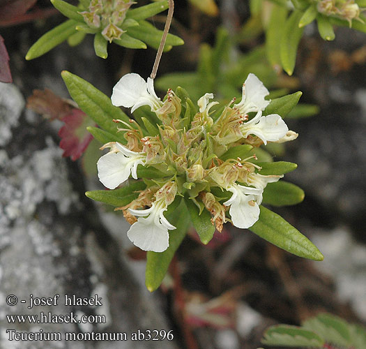 Teucrium montanum Ožanka horská Дубровник горный