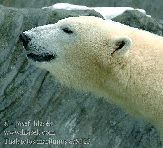 Thalarctos maritimus ad9423 UK: Polar Bear DK: Isbjørn FI: Jääkarhu FR: Ours Blanc NL: Ijsbeer IT: Orso polare HU: Jegesmedve DE: Eisbär PL: Niedźwiedź polarny SK: Medveď biely CZ: Medvěd lední ES: Oso polar SE: Isbjörn SYN: Ursus NO: Isbjørn PT: Urso-polar IS: Ísbjörn KO: 북극곰 RO: Urs polar TR: Kutup ayısı UO: Білий ведмідь RU: Белый медведь JP: ホッキョクグマ CN: 北極熊 BG: Бяла мечка