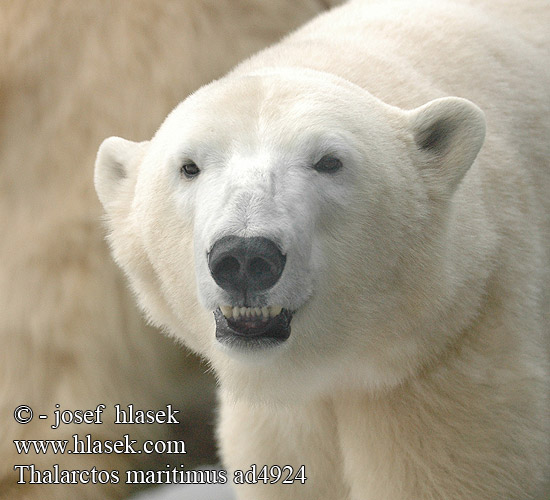 Thalarctos maritimus ad9424 UK: Polar Bear DK: Isbjørn FI: Jääkarhu FR: Ours Blanc NL: Ijsbeer IT: Orso polare HU: Jegesmedve DE: Eisbär PL: Niedźwiedź polarny SK: Medveď biely CZ: Medvěd lední ES: Oso polar SE: Isbjörn SYN: Ursus NO: Isbjørn PT: Urso-polar IS: Ísbjörn KO: 북극곰 RO: Urs polar TR: Kutup ayısı UO: Білий ведмідь RU: Белый медведь JP: ホッキョクグマ CN: 北極熊 BG: Бяла мечка