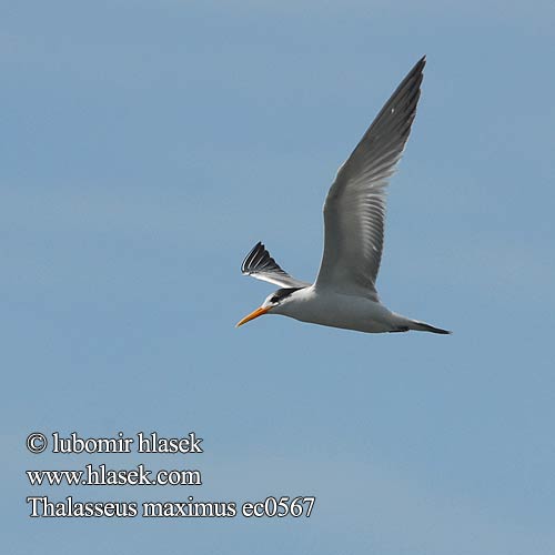 Thalasseus maximus Sterna maxima Royal Tern Rybák královský Königsseeschwalbe Charrán Real Gaviota Pagaza Gaviotín Golondrina-marina Kuningastiira Kongeterne Sterne royale Mòv wayal Rosaþerna Sterna reale アメリカオオアジサシ Koningsstern Rybitwa królewska Garajau-real Trinta-réis-real Королевская крачка Kungstärna Kuningtiir שחפית גדולה Rybár král'ovský Kraljeva čigra Kungstärna Kral Sumru