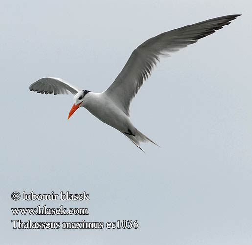 Sterna maxima Royal Tern Rybák královský Königsseeschwalbe Charrán Real Gaviota Pagaza Gaviotín Golondrina-marina Kuningastiira Kongeterne Sterne royale Mòv wayal Rosaþerna Sterna reale アメリカオオアジサシ Koningsstern Rybitwa królewska Garajau-real Trinta-réis-real Королевская крачка Kungstärna Kuningtiir שחפית גדולה Rybár král'ovský Kraljeva čigra Kungstärna Kral Sumru Thalasseus maximus