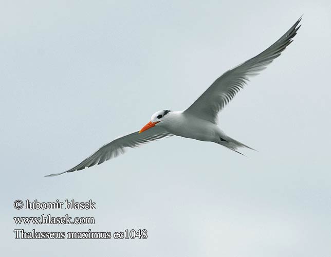 Royal Tern Rybák královský Königsseeschwalbe Charrán Real Gaviota Pagaza Gaviotín Golondrina-marina Kuningastiira Kongeterne Sterne royale Mòv wayal Rosaþerna Sterna reale アメリカオオアジサシ Koningsstern Rybitwa królewska Garajau-real Trinta-réis-real Королевская крачка Kungstärna Kuningtiir שחפית גדולה Rybár král'ovský Kraljeva čigra Kungstärna Kral Sumru Thalasseus maximus Sterna maxima