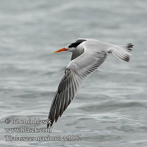 Königsseeschwalbe Charrán Real Gaviota Pagaza Gaviotín Golondrina-marina Kuningastiira Kongeterne Sterne royale Mòv wayal Rosaþerna Sterna reale アメリカオオアジサシ Koningsstern Rybitwa królewska Garajau-real Trinta-réis-real Королевская крачка Kungstärna Kuningtiir שחפית גדולה Rybár král'ovský Kraljeva čigra Kungstärna Kral Sumru Thalasseus maximus Sterna maxima Royal Tern Rybák královský