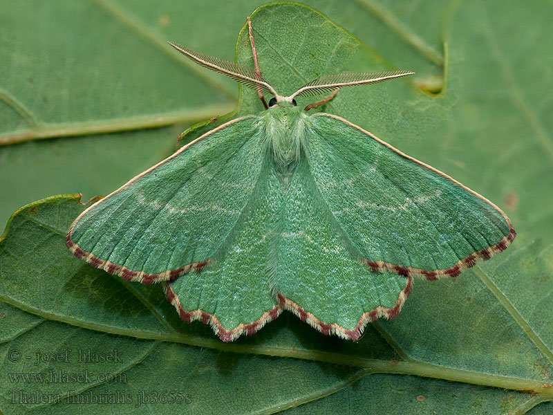 Thalera fimbrialis Sussex Emerald Csipkésszelű zöldaraszoló Grüner Trockenkräuterspanner