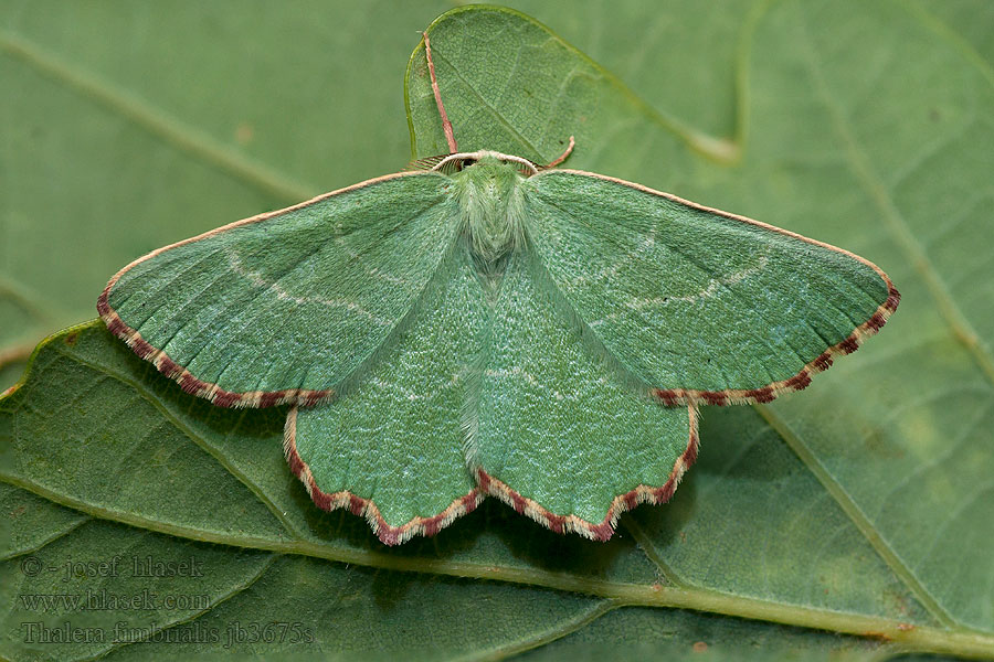 Thalera fimbrialis Piadivka dúšková Zelenopláštník mateřídouškový