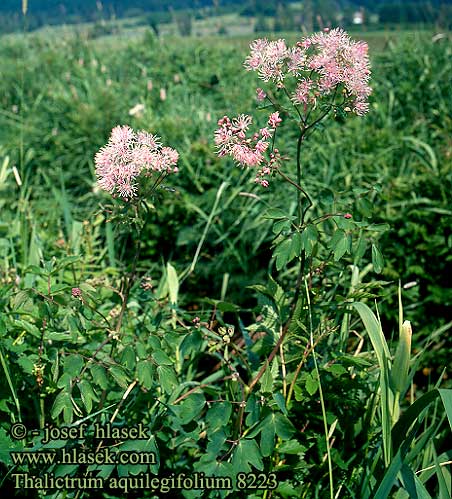 Thalictrum aquilegifolium