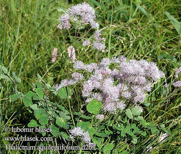 Thalictrum aquilegiifolium