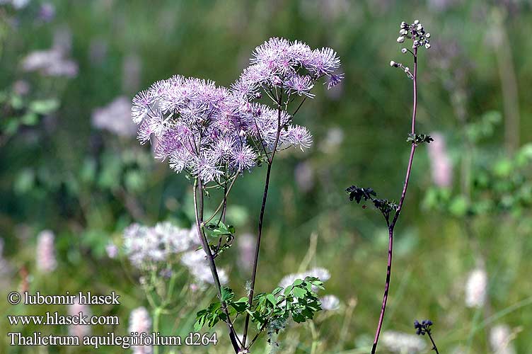 Thalictrum aquilegiifolium