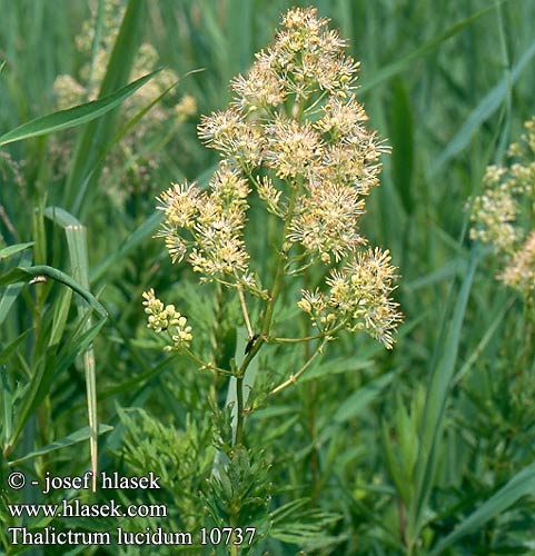 Thalictrum lucidum Rutewka wąskolistna Frøstjerne Žltuška lesklá