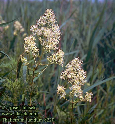 Thalictrum lucidum Kaitaängelmä Glansruta Fényes borkóró Pigamo lucidov