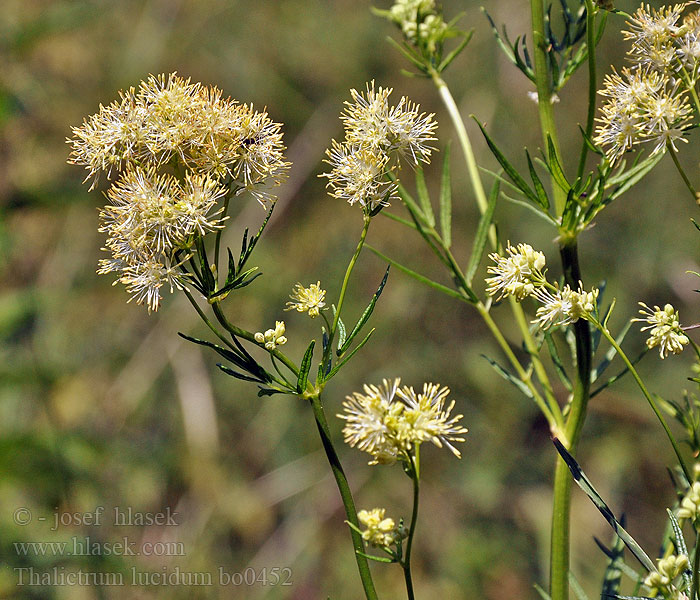 Thalictrum lucidum Žluťucha lesklá