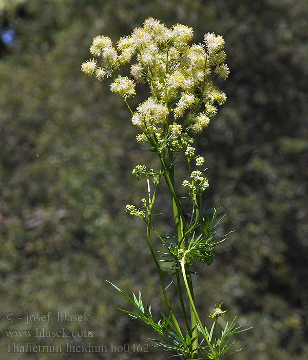 Thalictrum lucidum Glänzende Wiesenraute