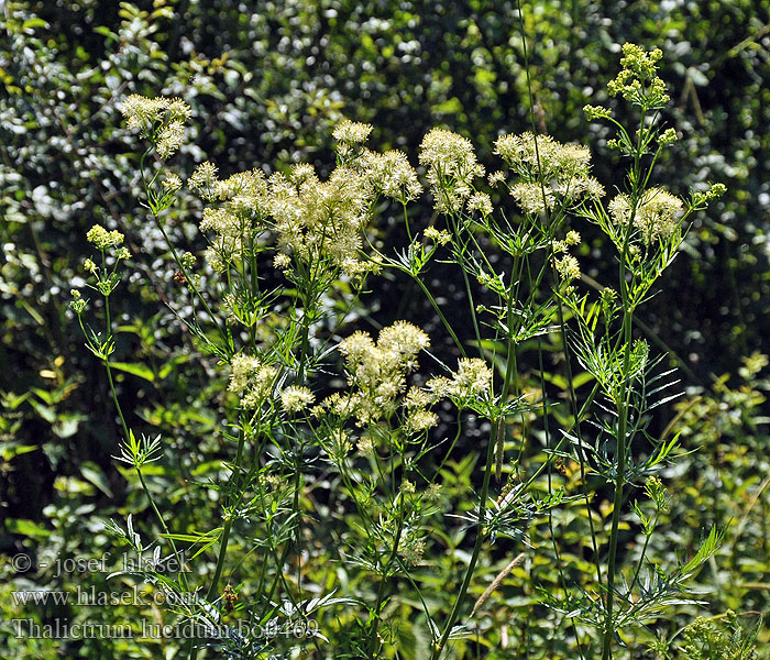 Thalictrum lucidum Shining Meadow Василистник блестящий