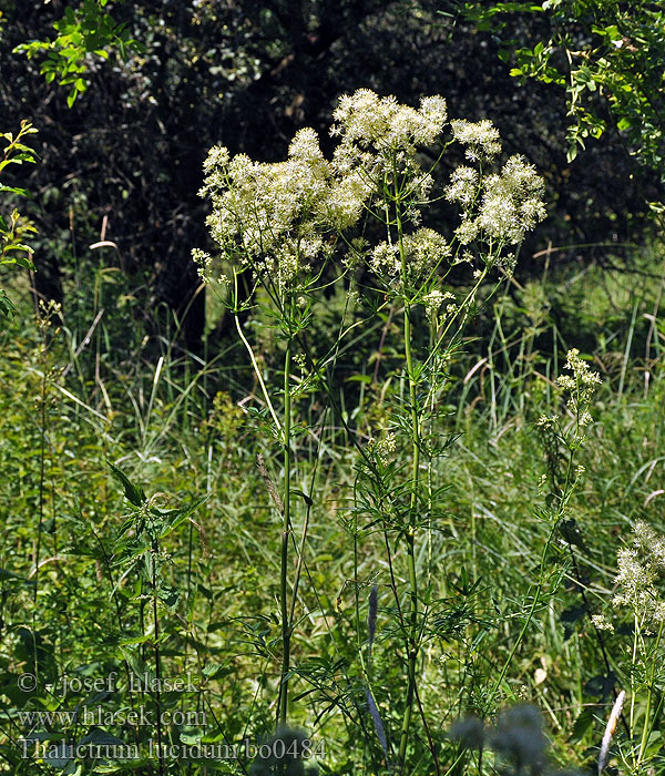 Thalictrum lucidum Rutewka wąskolistna