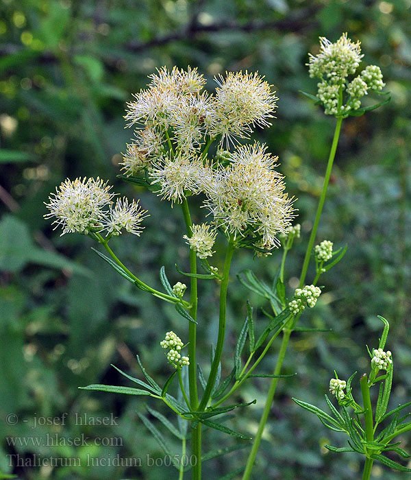 Thalictrum lucidum Frøstjerne Žltuška lesklá