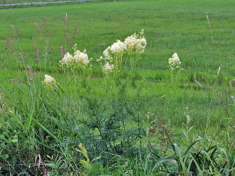 Thalictrum lucidum