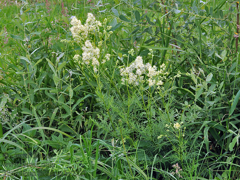 Thalictrum lucidum