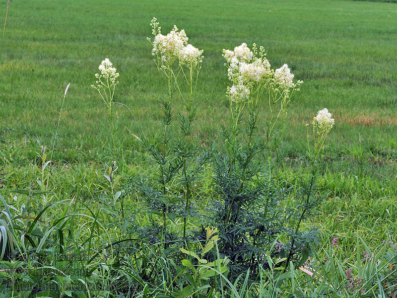 Thalictrum lucidum