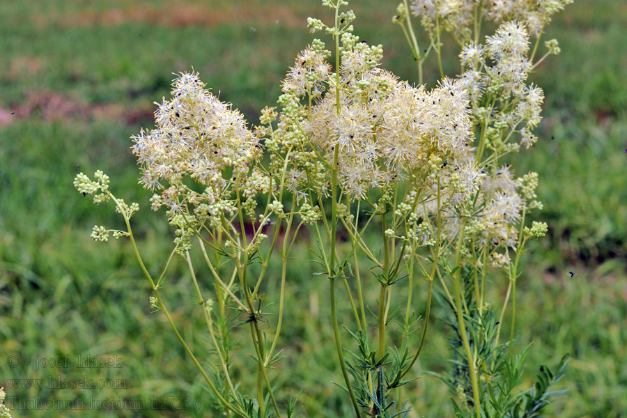 Thalictrum lucidum