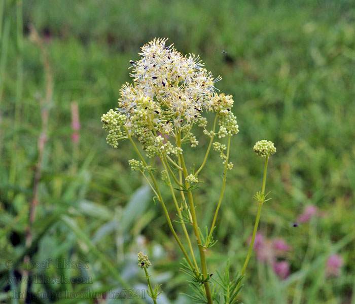 Thalictrum lucidum