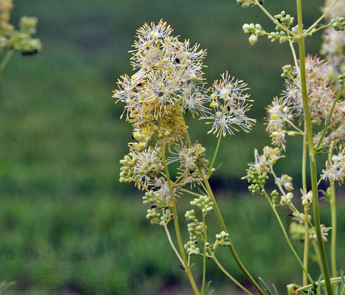 Thalictrum lucidum