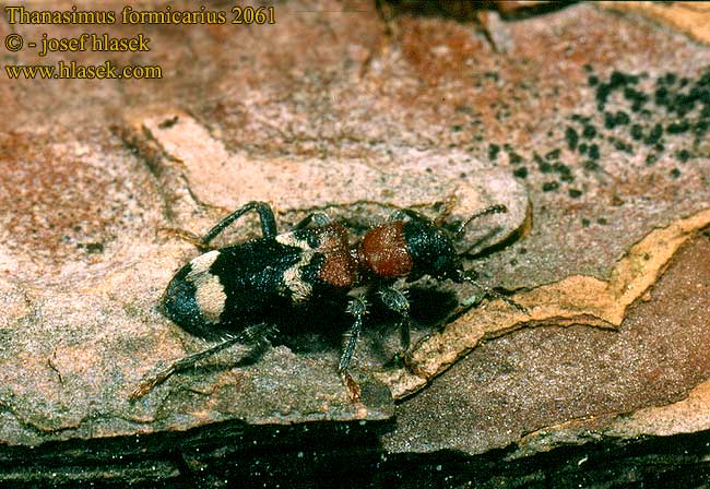 Thanasimus formicarius Pestrokrovečník mravenčí Muurahaiskuoriainen Ant beetle Stor maurbille Clairon fourmis Mierenkever Vörösnyakú szúfarkas Ameisenbuntkäfer Ameisen Buntkäfer Stor maurbille Przekrasek mróweczka Пестряк муравьиный Муравьежук обыкновенный Pestroš mravcový Allmän myrbagge