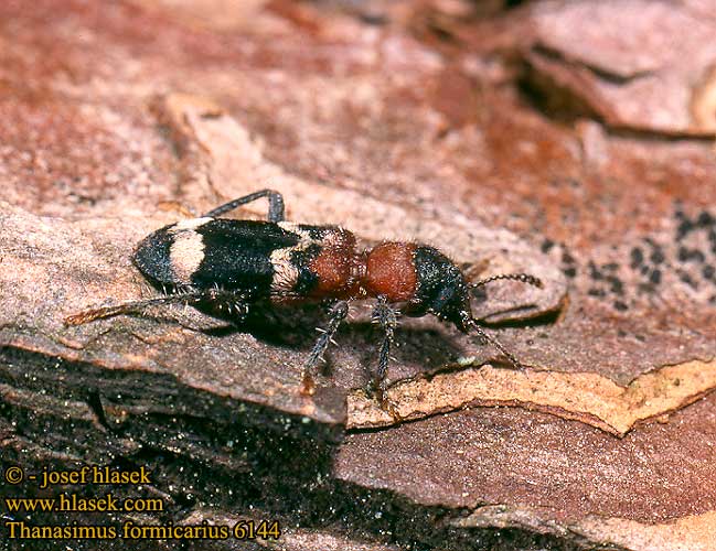 Stor maurbille Clairon fourmis Mierenkever Vörösnyakú szúfarkas Ameisenbuntkäfer Ameisen Buntkäfer Stor maurbille Przekrasek mróweczka Пестряк муравьиный Муравьежук обыкновенный Pestroš mravcový Allmän myrbagge Thanasimus formicarius Pestrokrovečník mravenčí Muurahaiskuoriainen Ant beetle