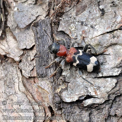 Pestroš mravcový Allmän myrbagge Thanasimus formicarius Pestrokrovečník mravenčí Muurahaiskuoriainen Ant beetle Stor maurbille Clairon fourmis Mierenkever Vörösnyakú szúfarkas Ameisenbuntkäfer Ameisen Buntkäfer Stor maurbille Przekrasek mróweczka Пестряк муравьиный Муравьежук обыкновенный