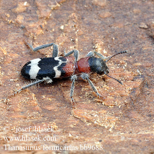 Pestrokrovečník mravenčí Muurahaiskuoriainen Ant beetle Stor maurbille Clairon fourmis Mierenkever Vörösnyakú szúfarkas Ameisenbuntkäfer Ameisen Buntkäfer Stor maurbille Przekrasek mróweczka Пестряк муравьиный Муравьежук обыкновенный Pestroš mravcový Allmän myrbagge Thanasimus formicarius