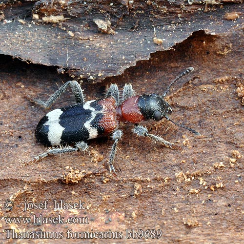 Stor maurbille Clairon fourmis Mierenkever Vörösnyakú szúfarkas Ameisenbuntkäfer Ameisen Buntkäfer Stor maurbille Przekrasek mróweczka Пестряк муравьиный Муравьежук обыкновенный Pestroš mravcový Allmän myrbagge Thanasimus formicarius Pestrokrovečník mravenčí Muurahaiskuoriainen Ant beetle