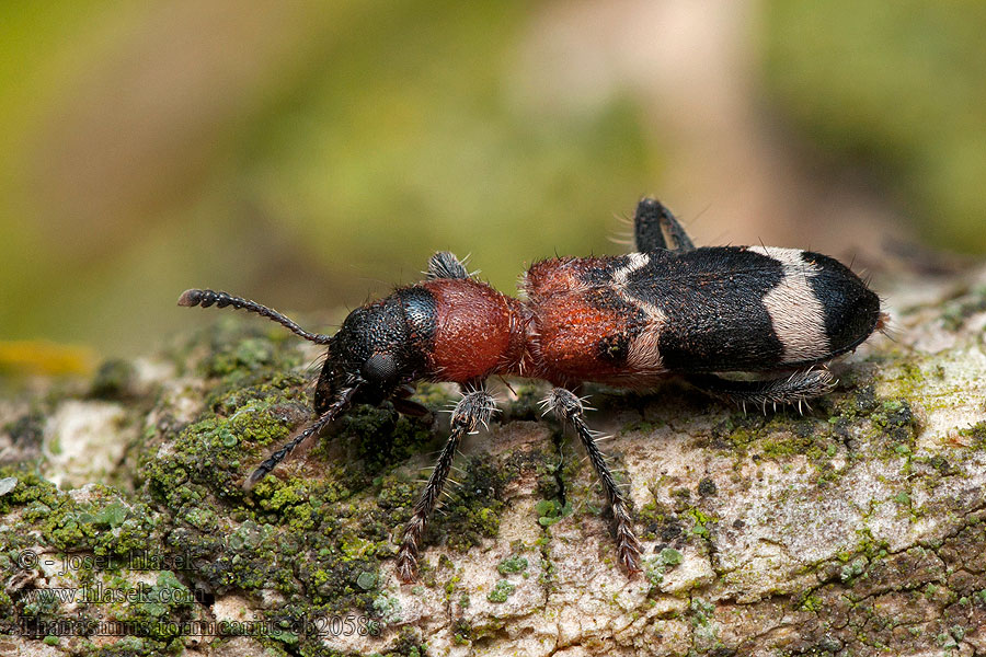 Pestrokrovečník mravenčí Muurahaiskuoriainen Thanasimus formicarius