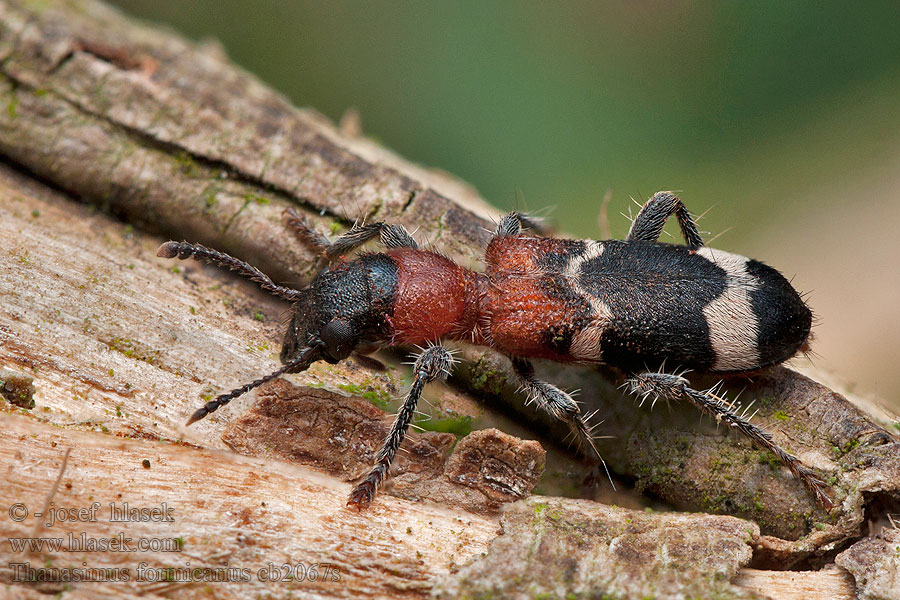 Ant beetle Stor maurbille Clairon fourmis Thanasimus formicarius