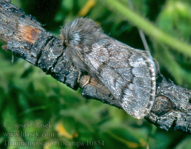 Thaumetopoea pityocampa Pinien-Prozessionsspinner Processionaire Pin