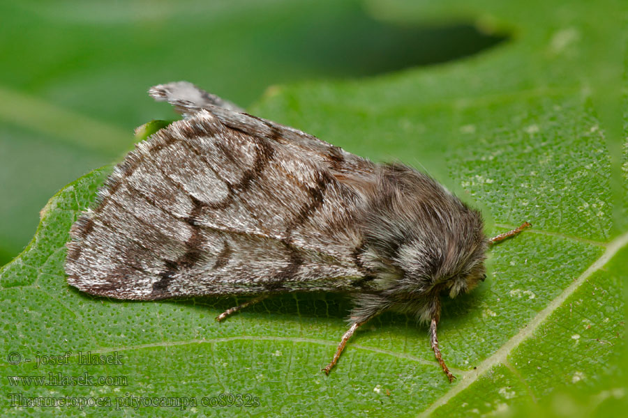 Thaumetopoea pityocampa Isokulkuekehrääjä Procesionaria pino