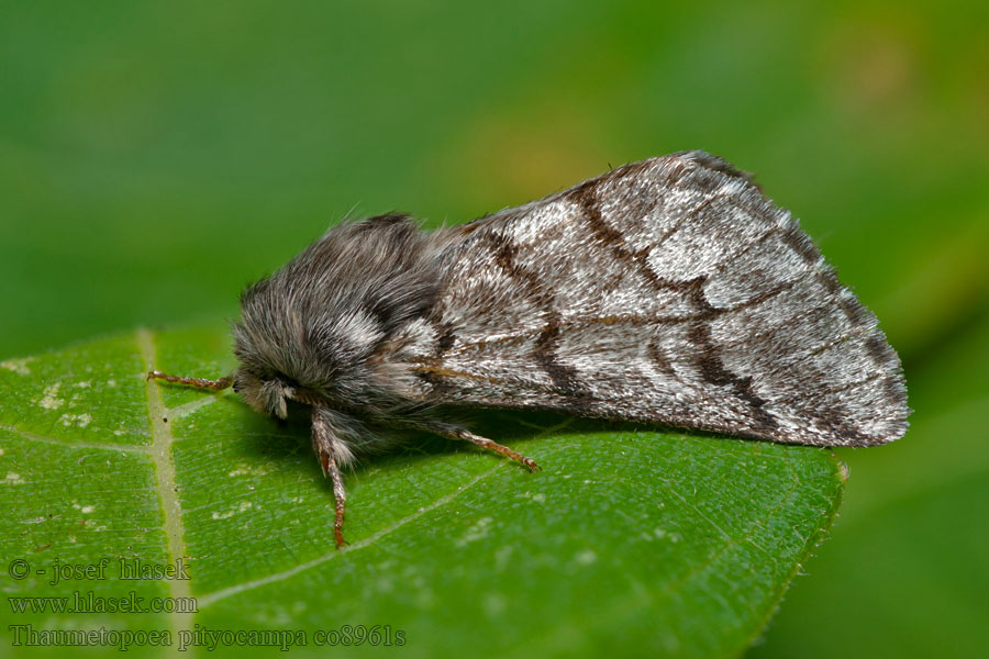 Pinien-Prozessionsspinner Thaumetopoea pityocampa