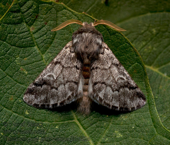 Thaumetopoea pityocampa