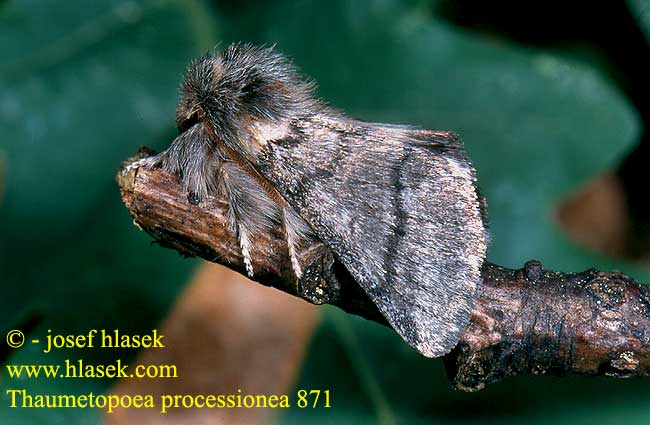 Thaumetopoea processionea