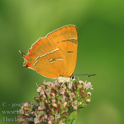 Thecla betulae チョウセンメスアカシジミ 암고운부전나비