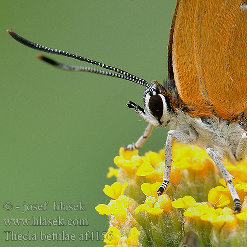 Thecla betulae Huş kelebeği Brown Hairstreak Thécla bouleau Nyirfalepke