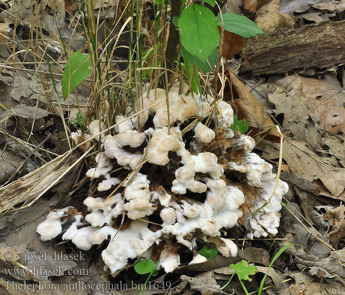 Thelephora anthocephala Plesňák měnlivý